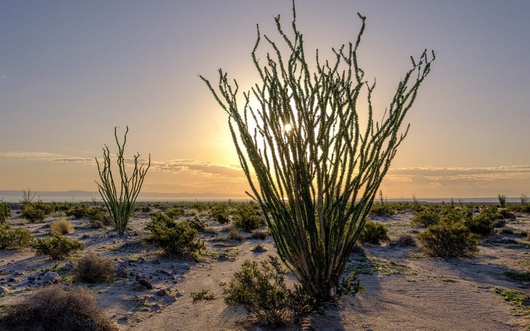 About the Ocotillo Plant, Native to the Coachella Valley