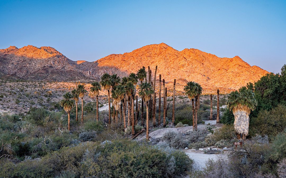 Of Palms and Prospectors: The Fascinating History of Corn Springs