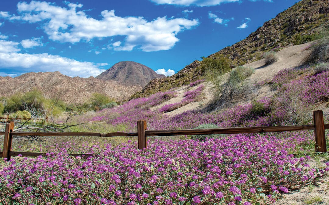Where to Get Lost in Nature in the Coachella Valley This Spring