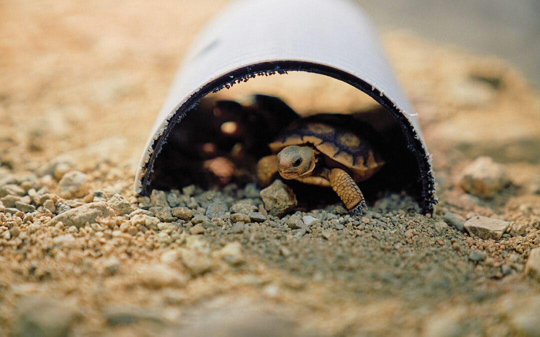 The Fight to Save California’s Endangered Desert Tortoise