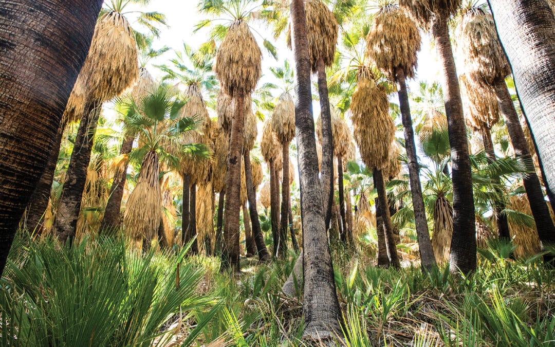 Hike of the Month: Dos Palmas Preserve