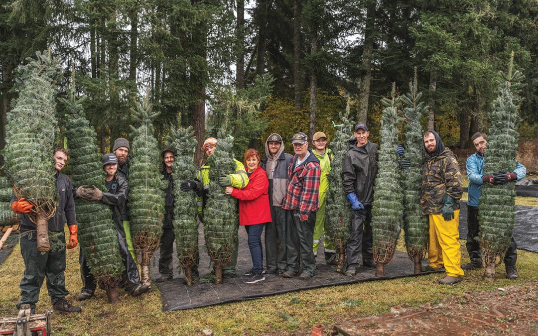 The Magic of the Aerni Family’s Christmas Trees Farm in the Coachella Valley