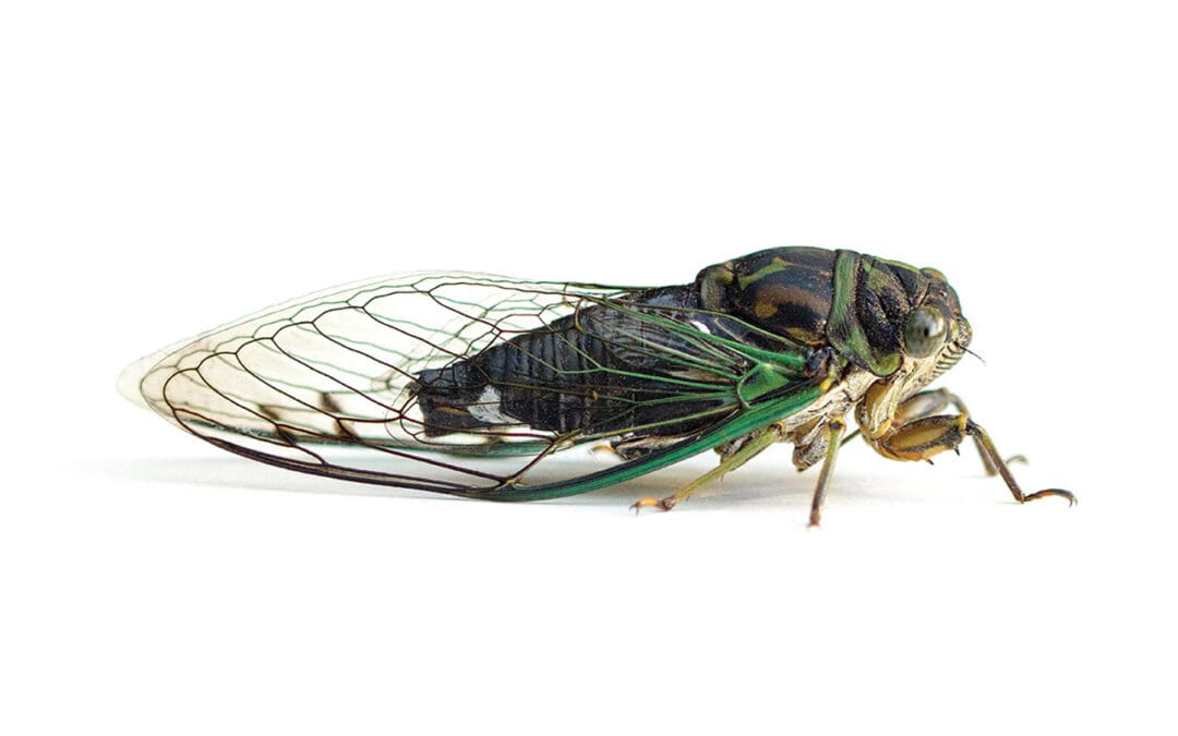 Why Do Cicadas Buzz? Find Out as They Hit the Coachella Valley
