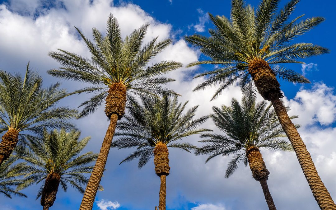 20 Thoughtful Gift Ideas for That One Friend Who Loves the Desert