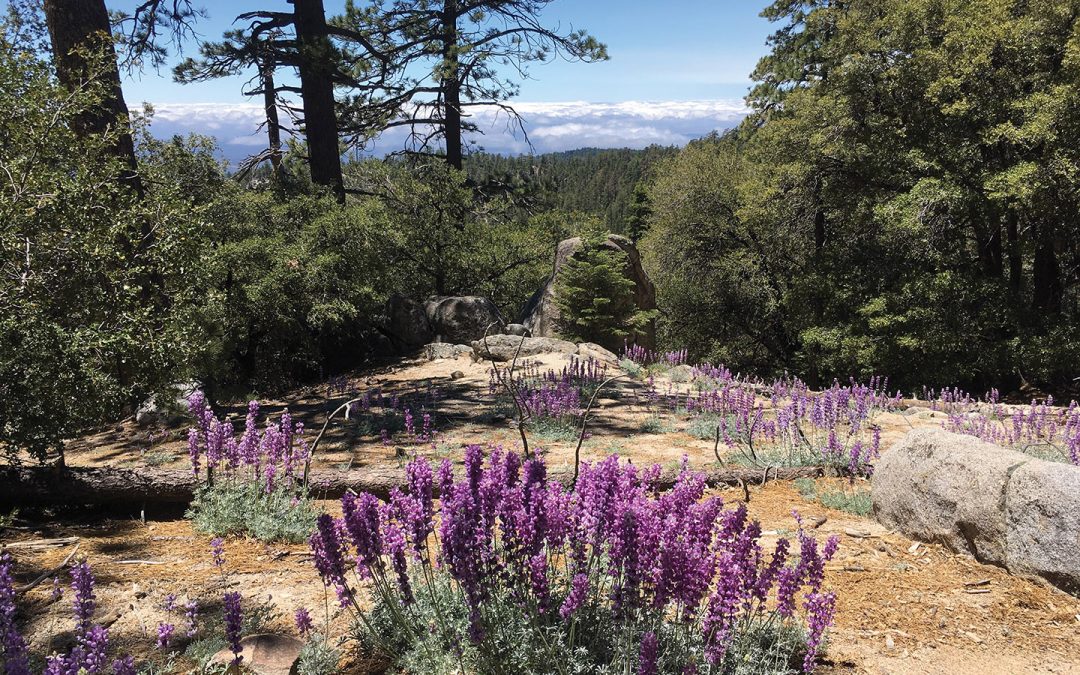 7 Interesting Detours to Explore Near Greater Palm Springs