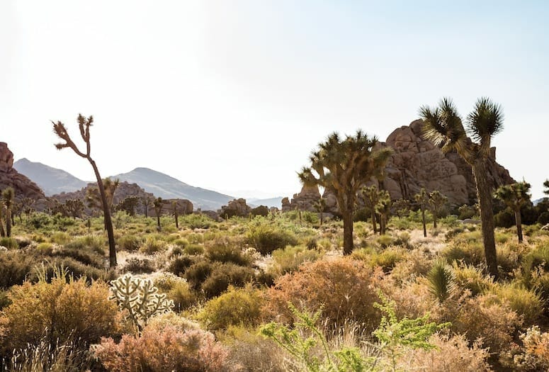 Side Trips: Yucca Valley and Joshua Tree