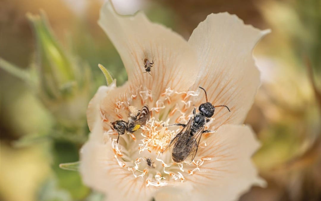 Photographer, Beekeeper Strive to Protect Coachella Valley Bees