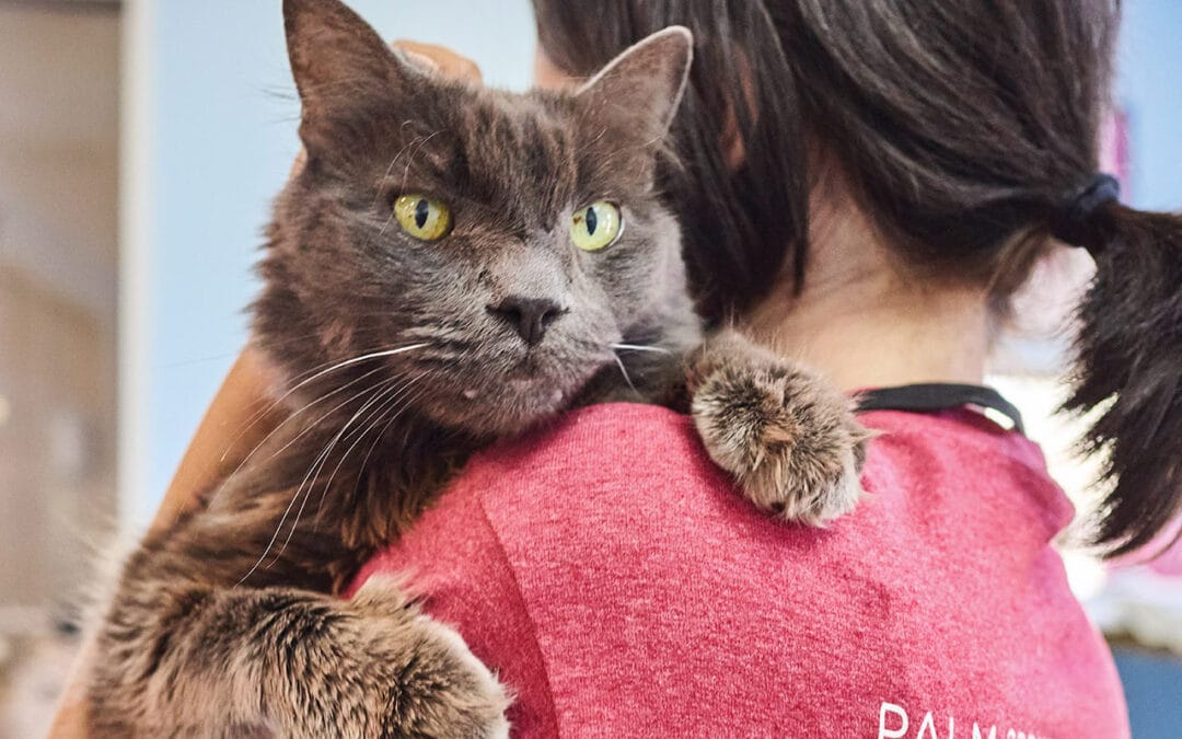 Palm Springs Animal Shelter: More Than Finding “Furever” Homes