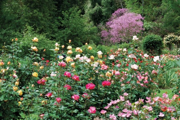 RoseGarden
