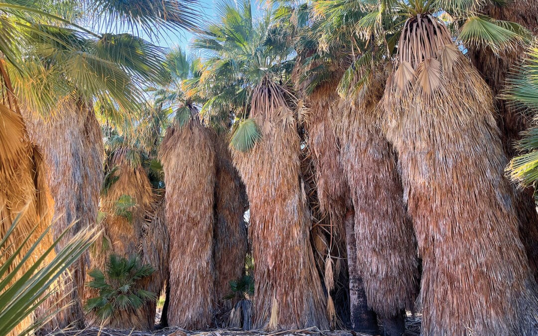 Hike of the Month: Hidden Palms Trail