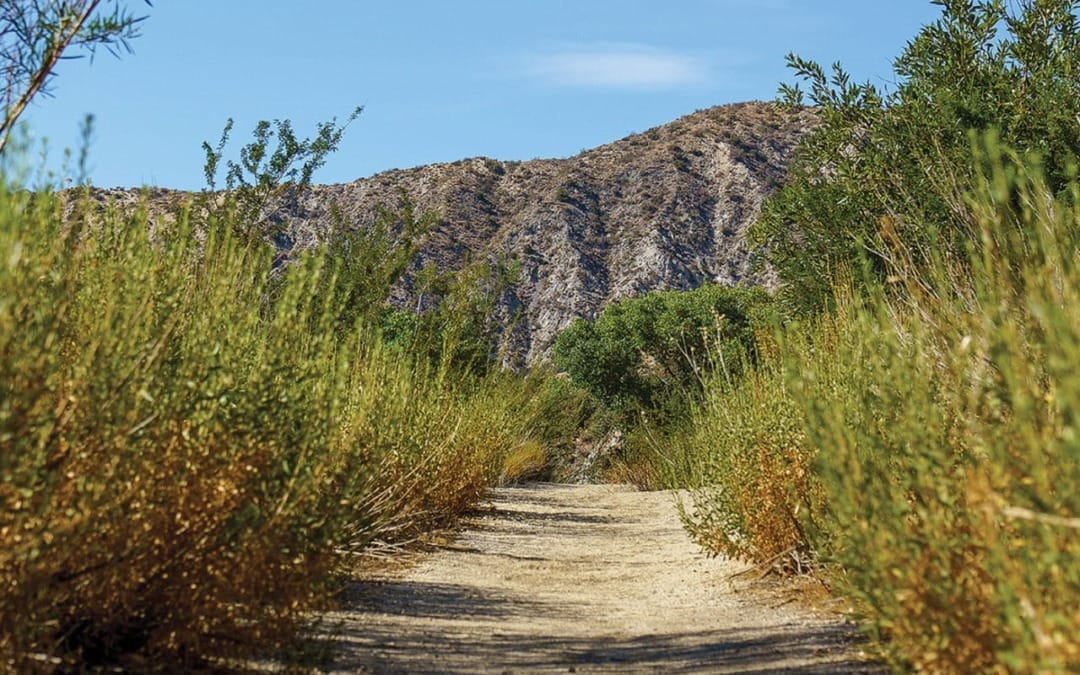 Hike of the Month: West Canyon Trail in Morongo Valley