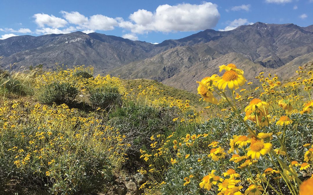 Hike of the Month: Frank Bogert to Wildhorse